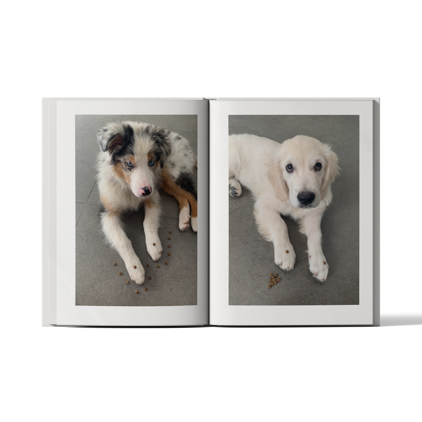 إصدار الحيوانات الأليفة