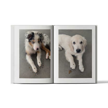 إصدار الحيوانات الأليفة