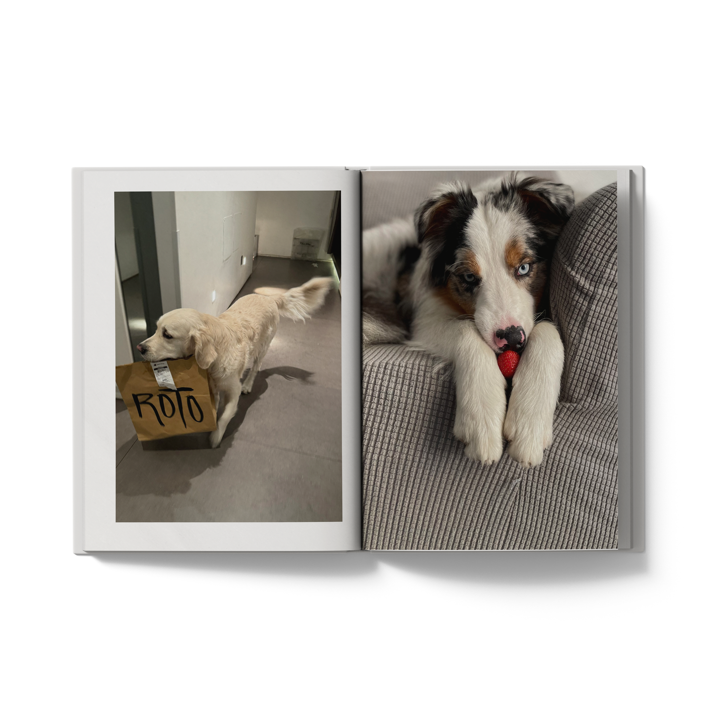 إصدار الحيوانات الأليفة